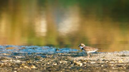 Little Ringed Plover