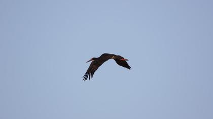 Black Stork