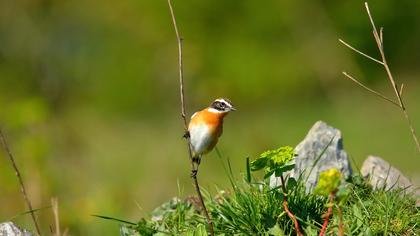 Whinchat