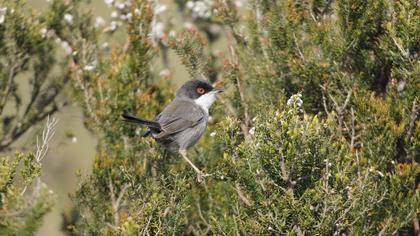 Sardinian Warbler