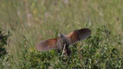 Bıldırcınkılavuzu