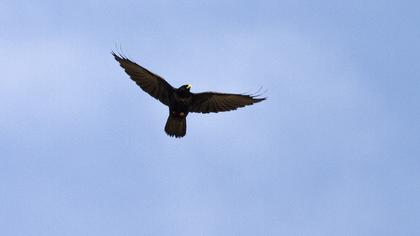 Alpine Chough