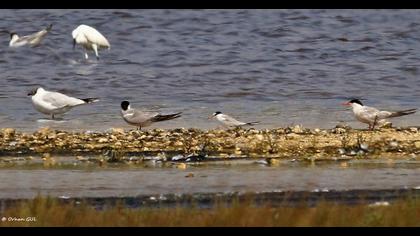 Little Tern