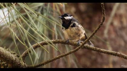 Coal Tit