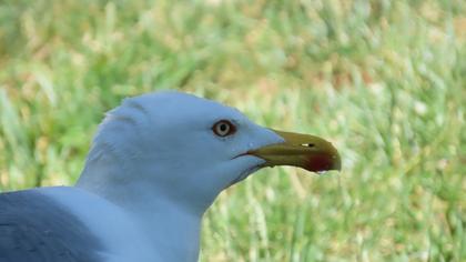 Yellow-legged Gull