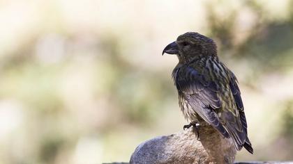 Red Crossbill