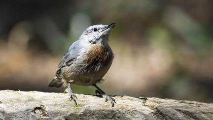 Krüper`s Nuthatch