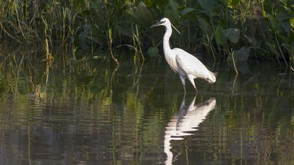Little Egret