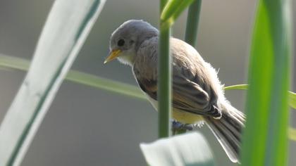 Eurasian Penduline Tit