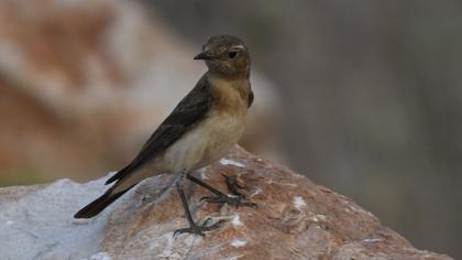 Black-eared Wheatear