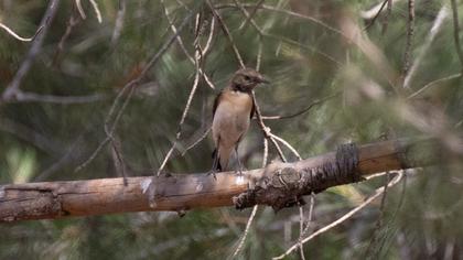 Black-eared Wheatear