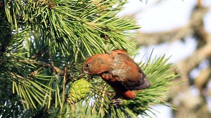 Red Crossbill