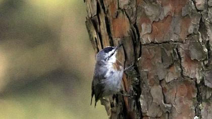 Krüper`s Nuthatch