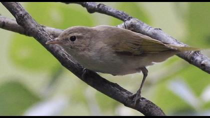 Eastern Bonelli`s Warbler