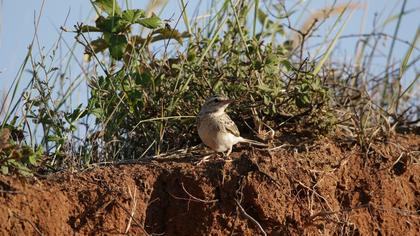 Tawny Pipit