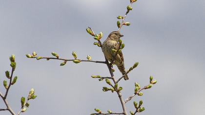 Rock Sparrow