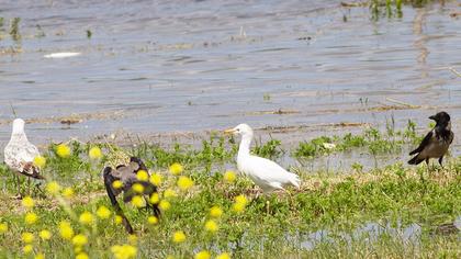 Western Cattle Egret