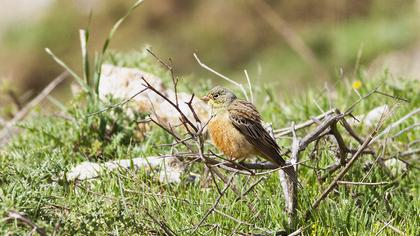 Ortolan Bunting