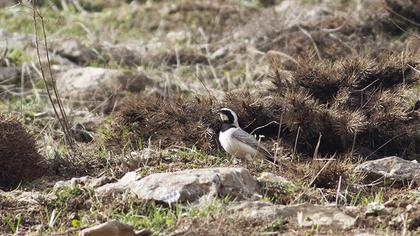 Horned Lark