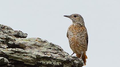 Common Rock Thrush