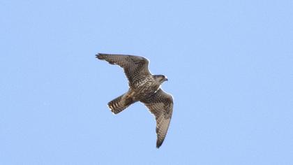 Saker Falcon