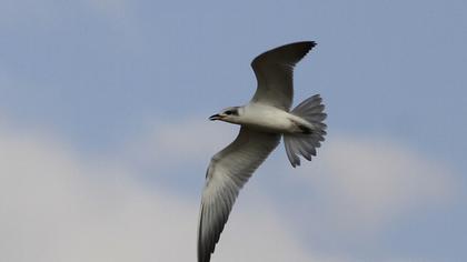 Gull-billed Tern