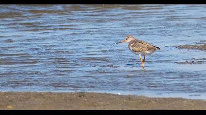 Terek Sandpiper