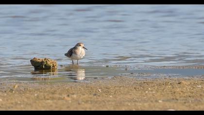 Temminck`s Stint