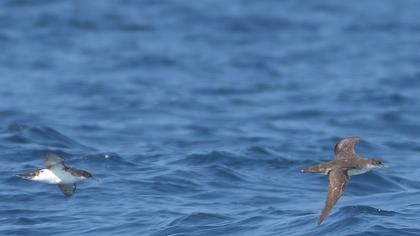 Yelkouan Shearwater