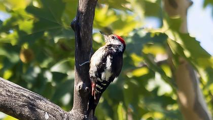 Middle Spotted Woodpecker