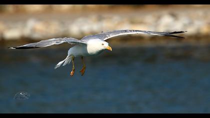Yellow-legged Gull