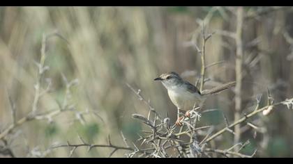 Delicate prinia