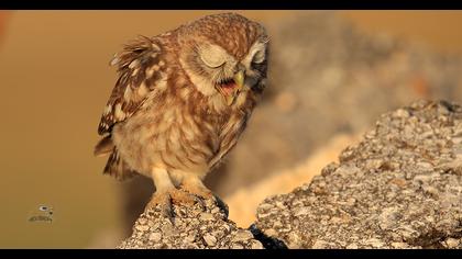 Little Owl