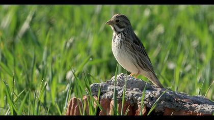 Corn Bunting