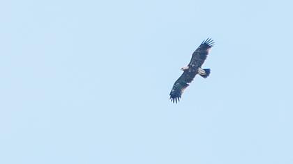 Lesser Spotted Eagle