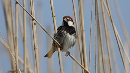 Spanish Sparrow