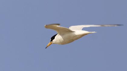 Little Tern