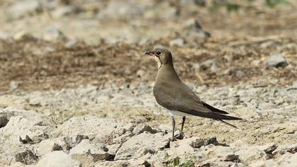 Collared Pratincole