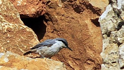 Western Rock Nuthatch