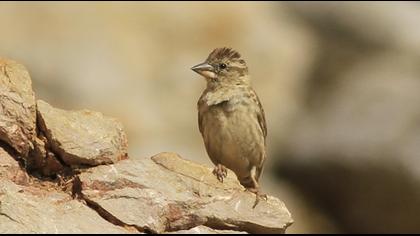 Rock Sparrow