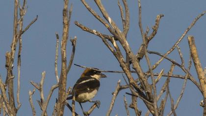 Woodchat Shrike