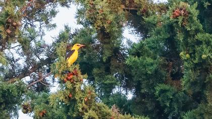 Eurasian Golden Oriole