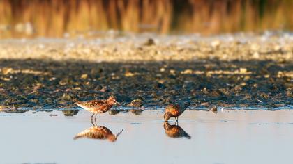 Curlew Sandpiper