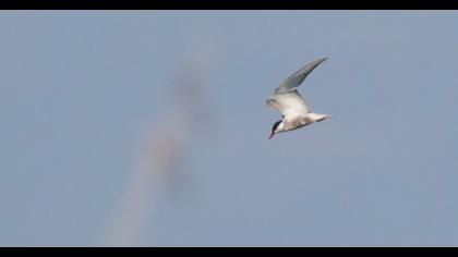 Whiskered Tern
