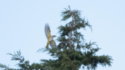 Eurasian Golden Oriole