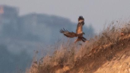 Long-legged Buzzard