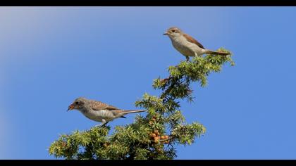 Red-backed Shrike