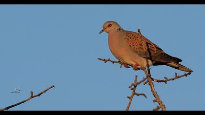 European Turtle Dove