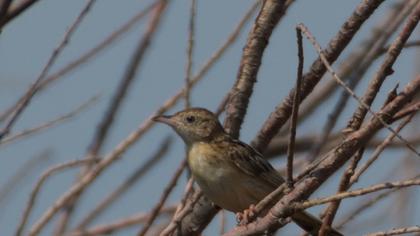 Zitting Cisticola