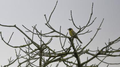 Black-headed Bunting